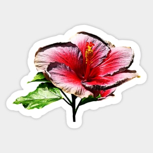 Hibiscus - Hibiscus Night Fire Sticker